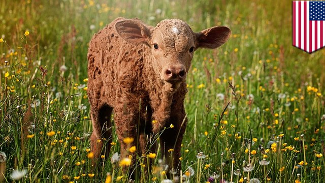 'Insane' cow antibodies can all but annihilate HIV