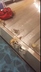 Crabs at Baggage Claim