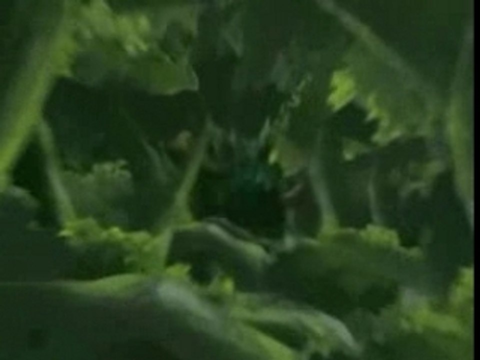 amv naruto-one piece-bleach(la puissance du shnen)