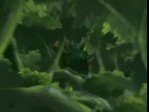 amv naruto-one piece-bleach(la puissance du shnen)