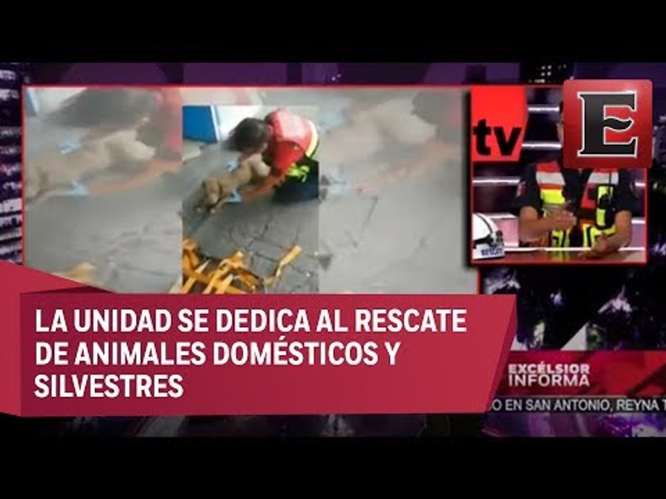 Hugo Larios y Diego Larios hablan sobre el rescate de animales