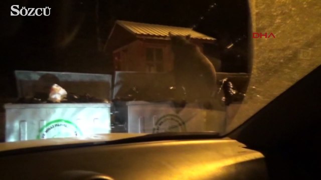 Uludağ'da aç kalan yavru ayı çöp konteynerlerinden yiyecek aradı