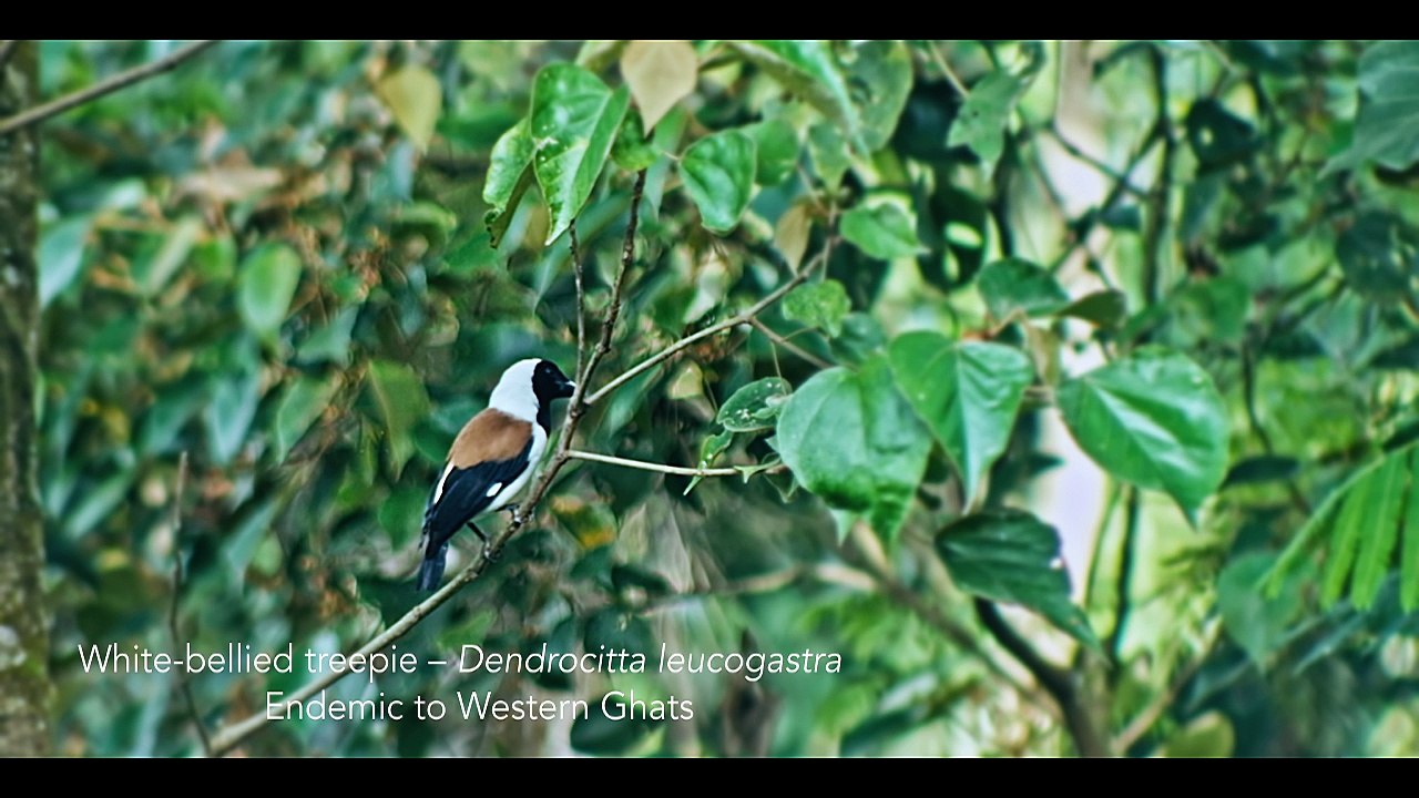 Kofiland Butterfly & Insects Watching | World’s Most Beautiful Butterflies