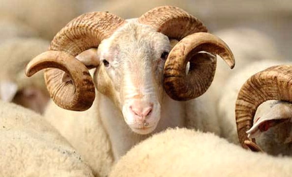 Kurbanlık Fiyatlarında Büyük Artış Yaşanmayacak