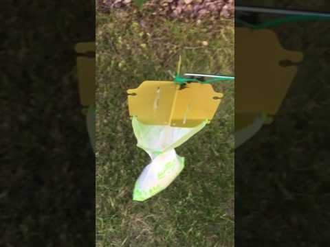 Couple's Japanese Beetle Trap Fills After Only a Few Hours