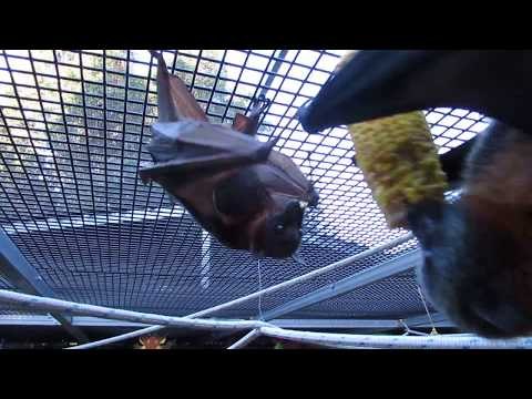 Upside Down Bats Feast on Sweet Corn on the Cob