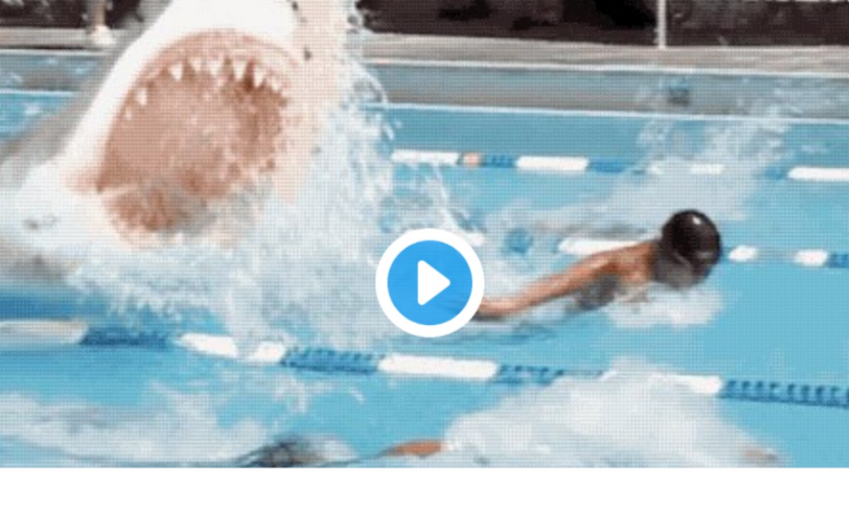 Phelps vs Shark - Who Wins the Race?