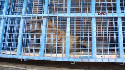 Halep Hayvanat Bahçesi'ndeki Yaban Hayvanları Türkiye'ye Nakledildi