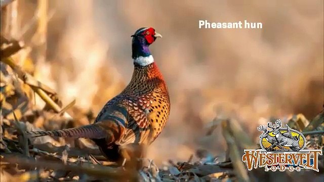 Improve Your Pheasant Hunting Experience With Westervelt Lodge