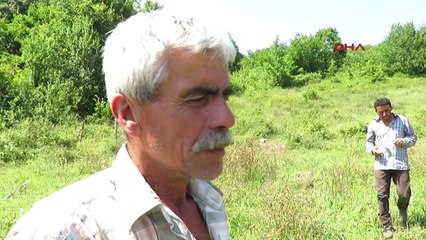 Ağva'da Hayvan Katliamı; Mandaları Silahla Vurup Gövdelerini Çaldılar 2