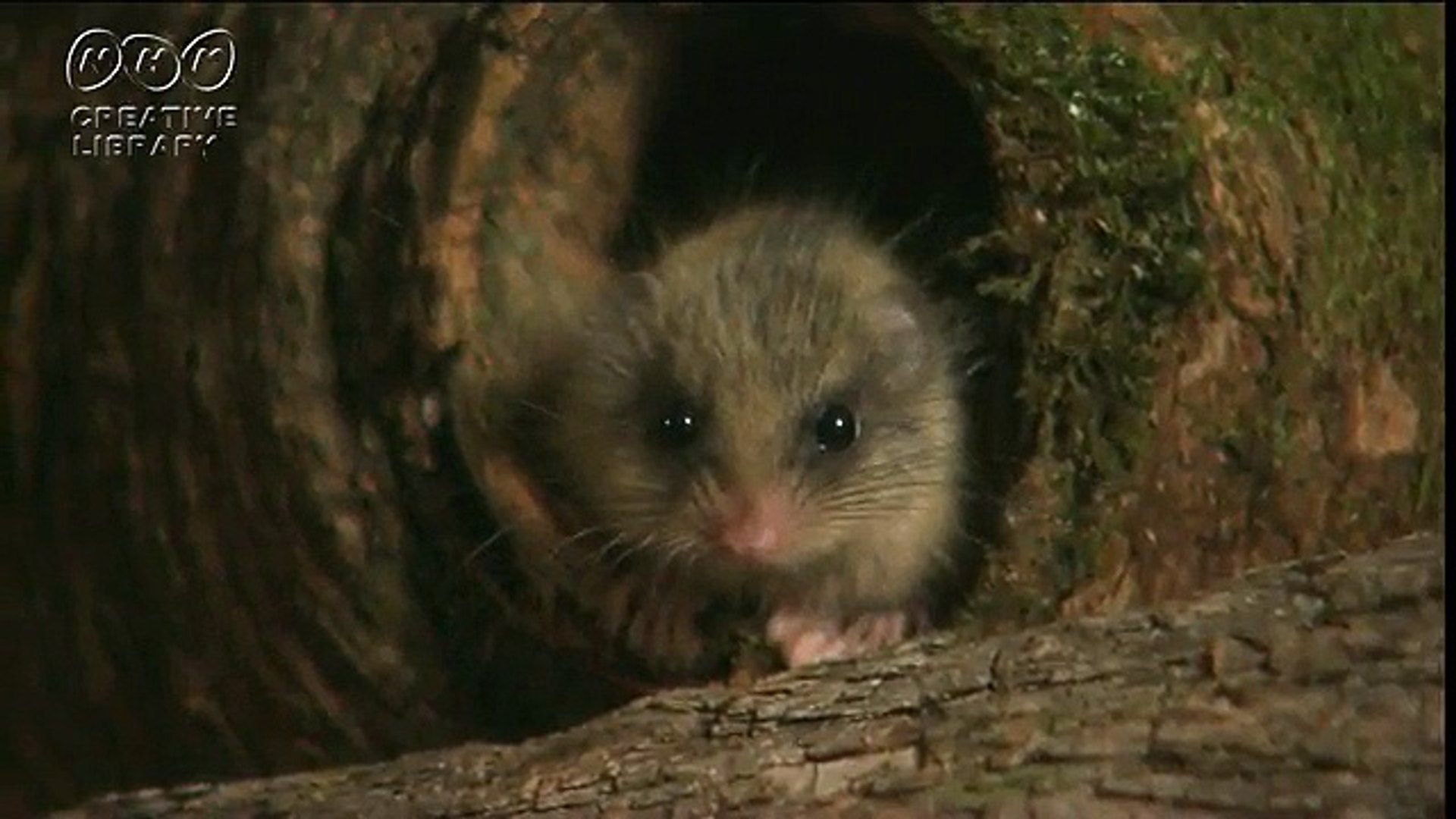 吉田岳史　かわいい小動物ヤマネ