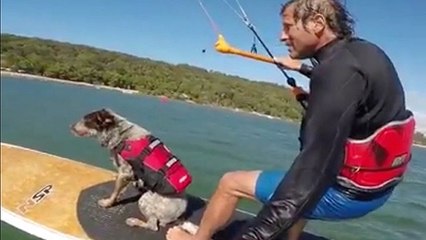 Adventurous Pooch Knows How To Hang Ten