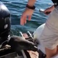 Katil balina sürüsünden tekneye çıkarak kurtuldu