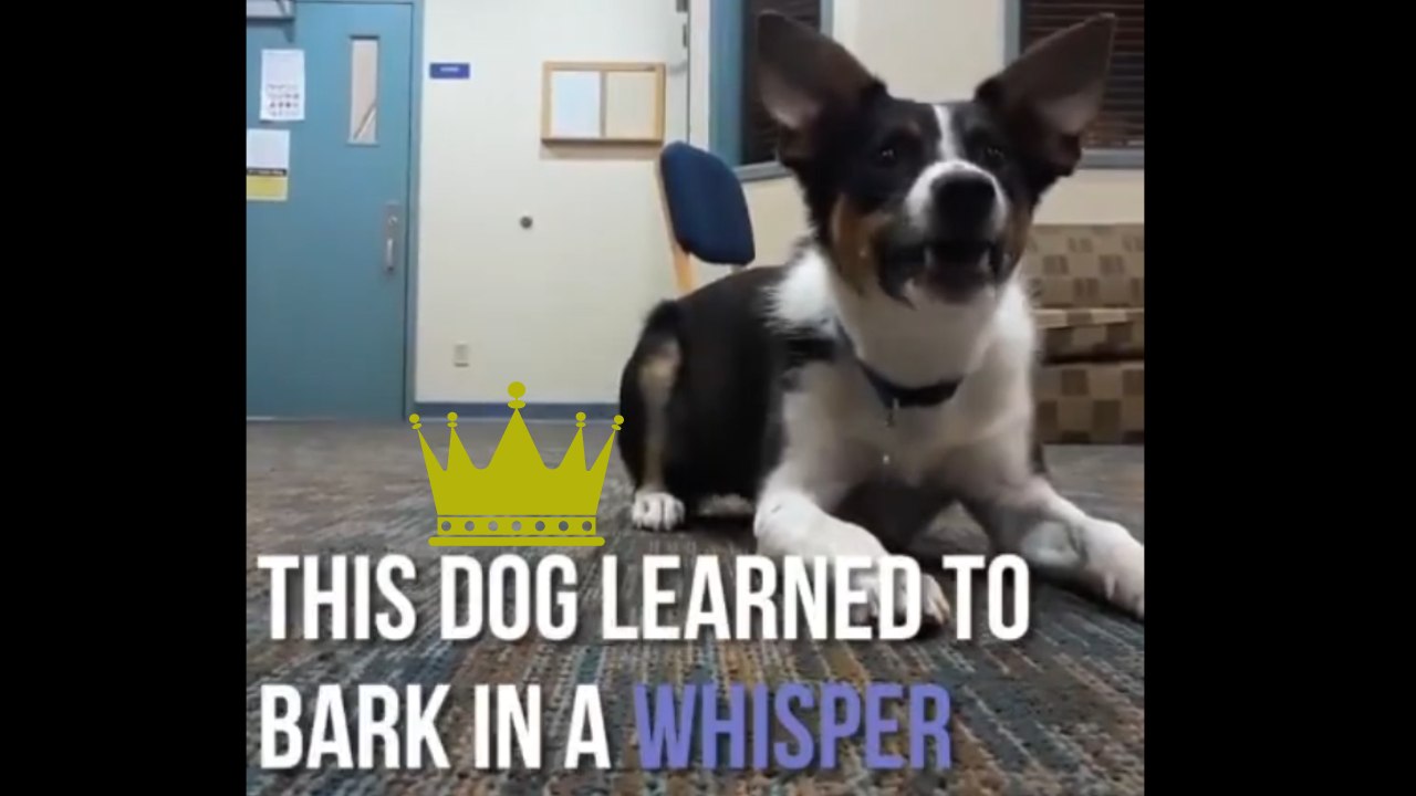 Owner teaches dog to bark in a whisper so as not to disturb neighbors