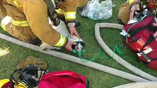 Un petit chien miraculé, sauvé des flammes par les pompiers et réanimé avec un masque à oxygène