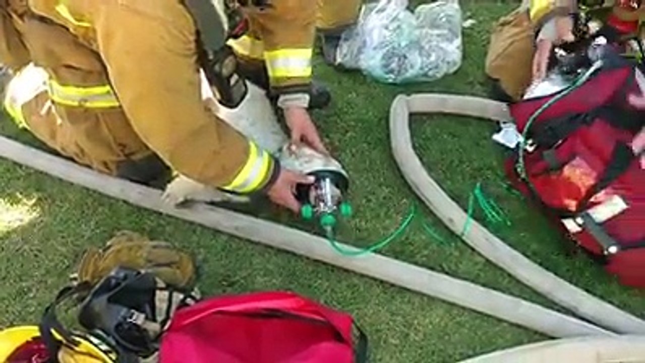 Un petit chien miraculé, sauvé des flammes par les pompiers et réanimé avec un masque à oxygène