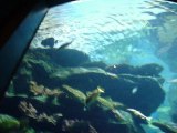 Tour Siam Fish Aquarium, Bangkok, Thailand