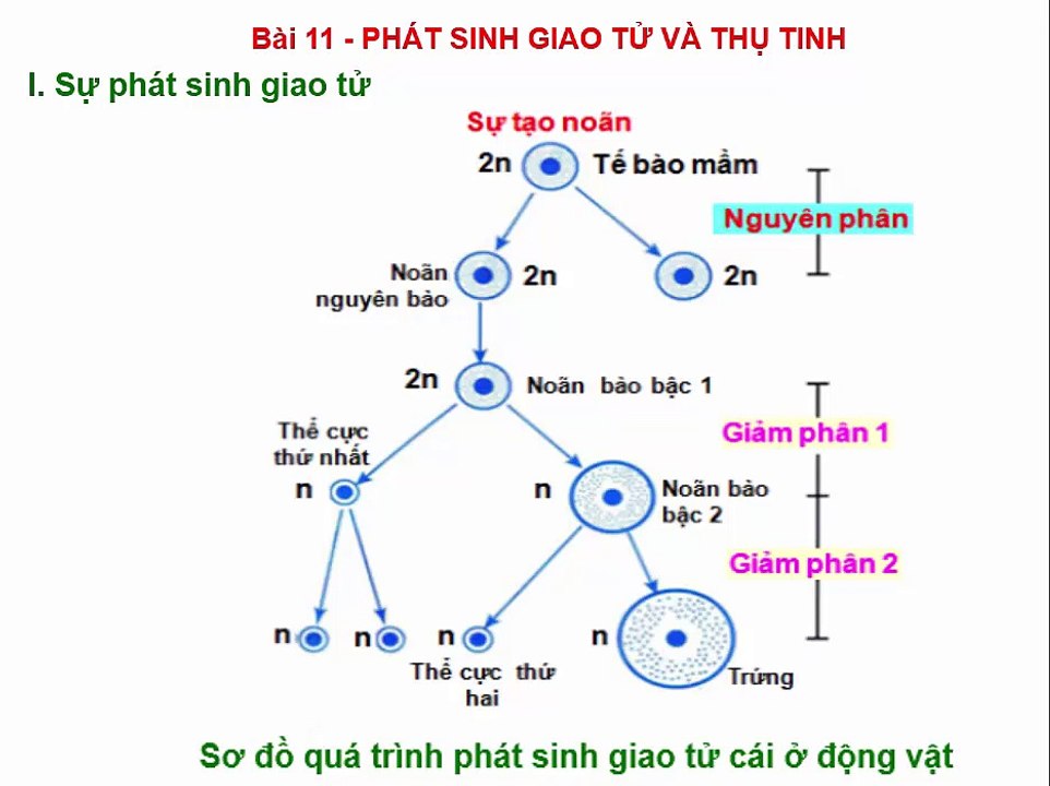Bai giang Sinh hoc 9 - Bai 11 - Phat Sinh Giao Tu Va Thu Tinh
