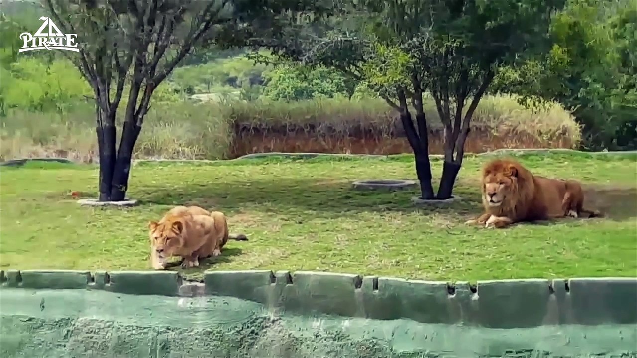Une lionne tente d'attaquer les visiteurs d'un zoo