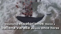 Voluntarios ecuatorianos liberan a ballena varada durante once horas