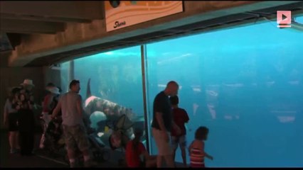 The last baby killer whale just died in SeaWorld captivity