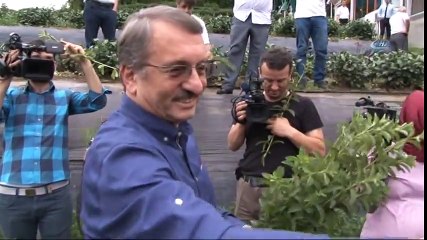 Stevia'nın 5. Yılında İlk Hasat Yapıldı