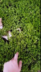 Peek-a-Boo avec des chatons