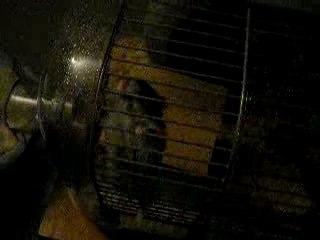 Squiky le hamster acrobate