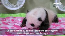 Japon : ce bébé panda fête ses 40 jours