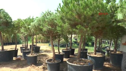 Manisa Ağaçlar Köklendi, Köylüler Ayaklandı