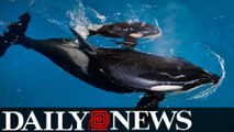Last killer whale born into SeaWorld captivity dies in a Texas park