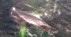 Drone Footage Shows Humpback Whales Feeding Off Newfoundland, Canada
