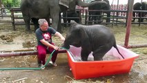 baby elephant taking bath
