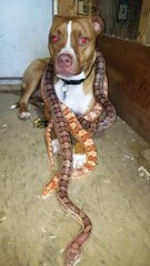 Pit Bull with Corn Snakes