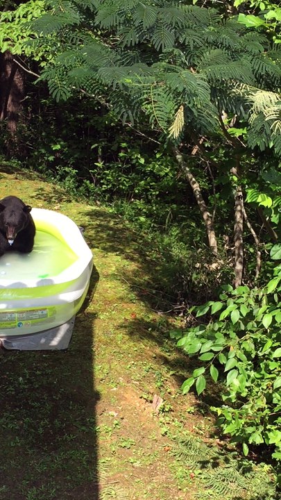 Bear in a Kiddie Pool