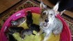 Stray Mom And Pups Rescued Just Hours After Birth