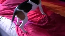 Beagle reencontra o seu dono após quase 3 meses e o momento foi lindo by Tá Bonito - Dailymotion
