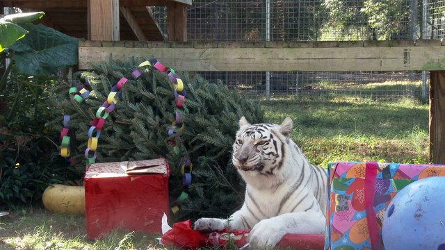 True Facts About White Tigers