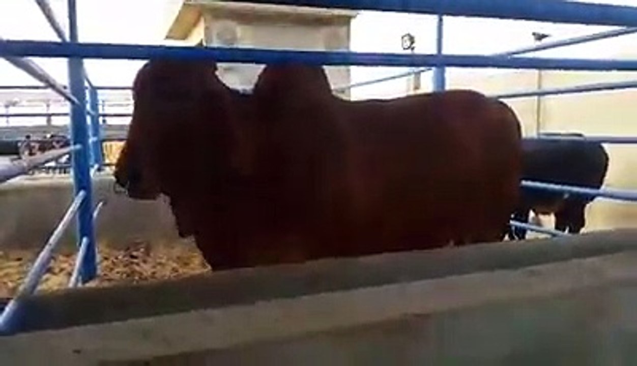 Strongest brown bull of the world
