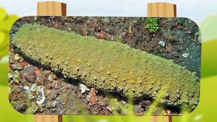 10 من أغرب المخلوقات التي تم العثور عليها في أنتارتيكا !