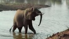 Olifant in South Luanga