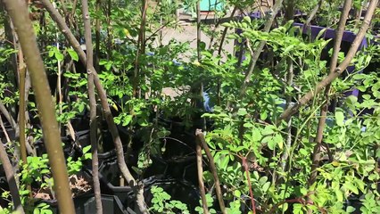 Episode59 - Moringa Introduction Class - Part 3 of 8 - Composting