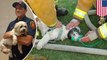 Petugas menghidupkan kembali anak anjing yang hampir mati - Tomonews