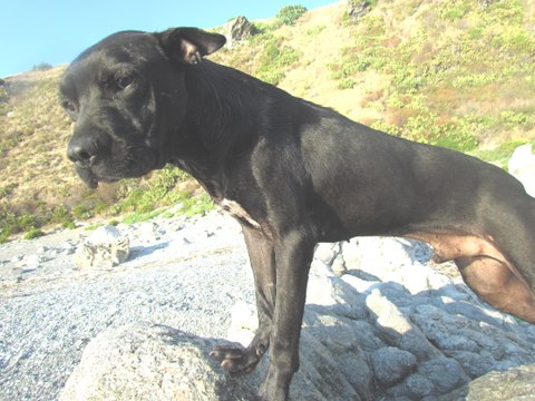 Pit Bull sugli scogli