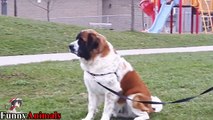 Funny St. Bernard Dogs Compilation 2017 - Funny Dog Videos