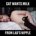 Quand ton chaton te tette le téton dans ton sommeil...