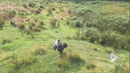 Que ne feraient pas les chiens pour se faire remarquer... Ahaha