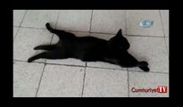 Sirkeci Garı’nda patilerini üst üste atarak uzanan kediye yoğun ilgi