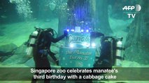 Singapore manatee celebrates third birthday