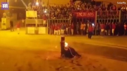 Boynuzları Yakılan Boğa, Kafasını Tahtaya Vurarak İntihar Etti